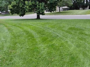 Sol M.'s lawn care services service result