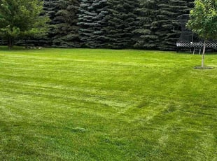 Derek J.'s turf care service result