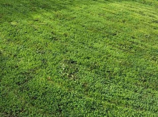 Deborah W.'s grass cutting service result
