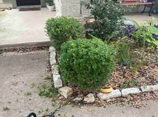 Valeta E.'s Bush Trimming service result