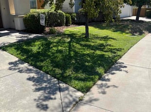 TANYA R.'s lawn care service result