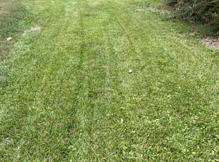 Yingzi Z.'s lawn maintenance service result