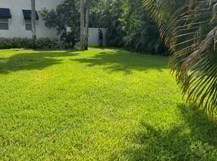 Brandon B.'s grass cutting service result