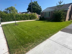 Marc P.'s lawn care service result