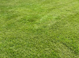 Mary F.'s turf maintenance service result