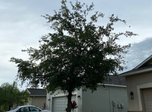 Jane B.'s Bush Trimming service result