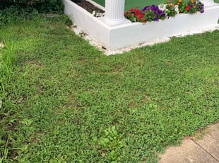 Sandy P.'s Leaf Removal service result