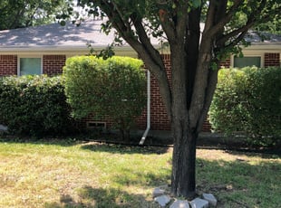 Beth H.'s Bush Trimming service result