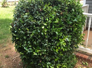 David O.'s Bush Trimming service result