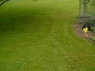 Miguel R.'s lawn service service result