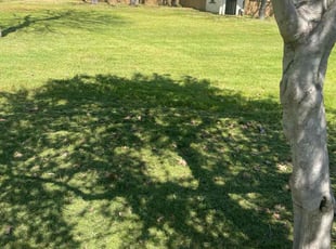 Jessica Y.'s lawn care service result