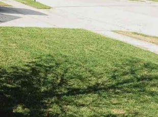 Antoine M.'s grass cutting service result