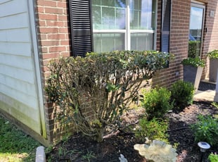 Ronald A.'s Bush Trimming service result