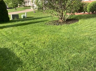 Justin D.'s turf care service result