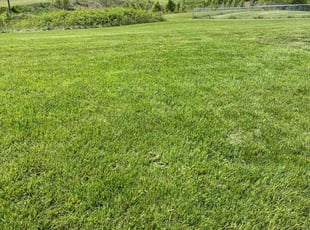 Bennie H.'s Long Grass Cleanup service result