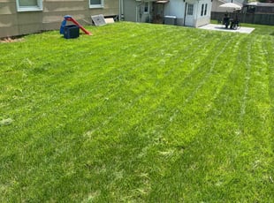 Sharif M.'s turf care service result