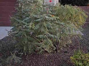 George S.'s lawn service service result