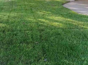 Marcena M.'s grass maintenance service result