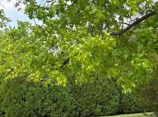 Vicki H.'s turf maintenance service result