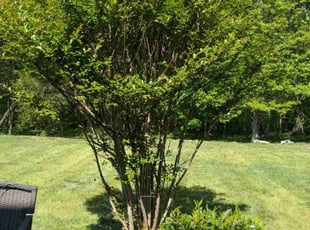SARA E.'s lawn care services service result