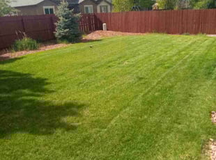 Shameika W.'s lawn service service result