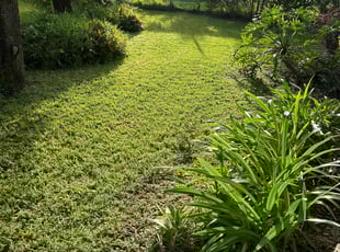 Magda Z.'s lawn care service result