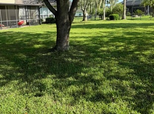 Jennifer D.'s grass maintenance service result