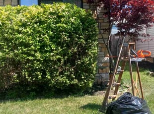 Singh K.'s Bush Trimming service result