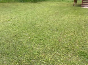 Liliana R.'s grass maintenance service result