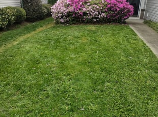 Darrick M.'s Bush Trimming service result