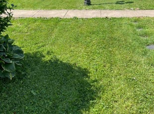 Jackie C.'s grass cutting service result