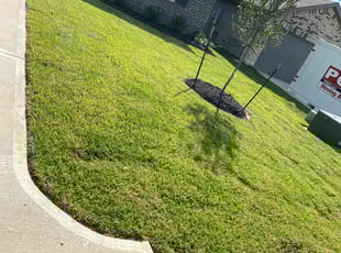 Anthony H.'s grass maintenance service result