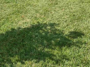 Leslie D.'s turf maintenance service result