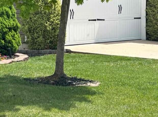 Vijaya S.'s lawn maintenance service result