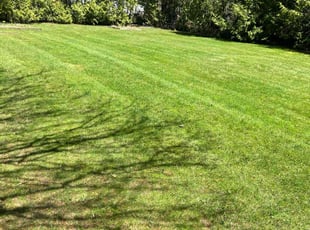 Mary L.'s turf care service result