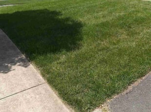 Joi B.'s lawn maintenance service result