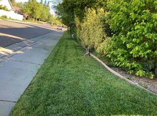 Raymond T.'s turf maintenance service result