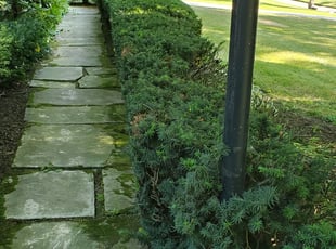 Caroline K.'s Bush Trimming service result