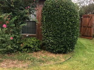 Michael W.'s Bush Trimming service result