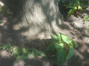 Charlotte M.'s Flower Bed Weeding service result