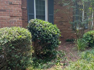 Sherry M.'s Bush Trimming service result