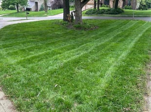 Rhiannon O.'s turf care service result