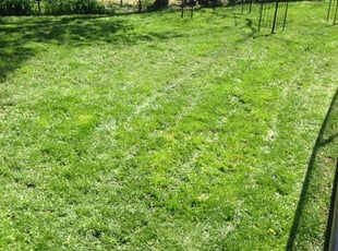 Davis S.'s grass maintenance service result