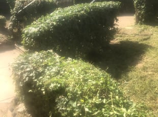 Kristina R.'s Bush Trimming service result