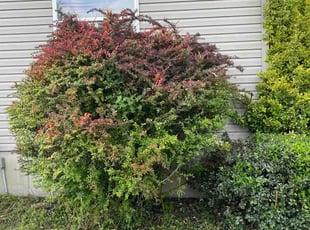 Osman P.'s Bush Trimming service result