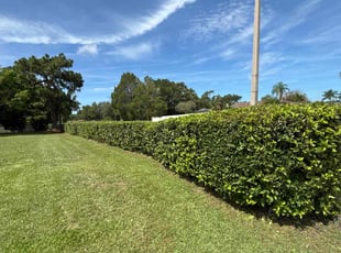 Pat H.'s Bush Trimming service result