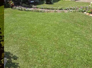 Shirley J.'s turf maintenance service result