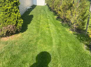 Alicia T.'s turf care service result