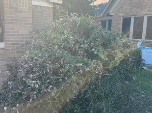 Amy W.'s Bush Trimming service result