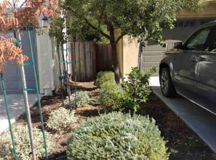 Michele K.'s Bush Trimming service result